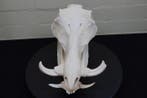 African Warthog Schedel - Phacochoerus africanus - 0 cm - 21, Verzamelen, Nieuw