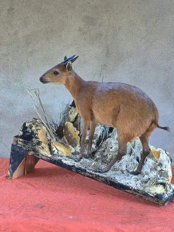 Céphalophe de Weyns Taxidermie wandmontage - Cephalophus, Verzamelen, Nieuw