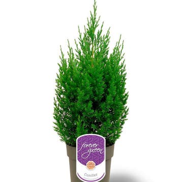 Chinese jeneverbes Stricta container (P15) Coniferen, Verzenden, Conifeer, Struik