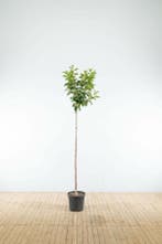 Prunus yedoensis hoogstam 20/25