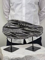 Orthoceras - Gefossiliseerd dier - 33 cm - 16 cm