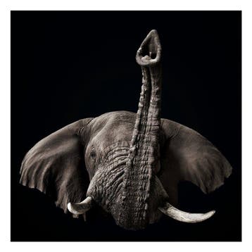 Ralph Hargarten - Elephant