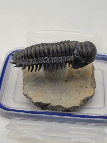 Trilobiet - Gefossiliseerd dier - Crotacephalina Gibbosa -