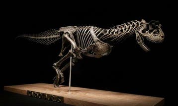 Carnotaurus Taxidermie volledige montage - Carnotaurus
