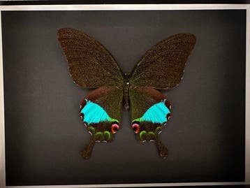 Vlinder Taxidermie volledige montage - Papilio Karna appelé