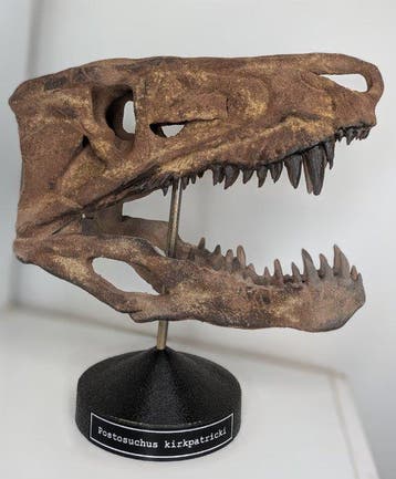 Fossiele schedel - Postosuchus kirkpatricki - Museum Grade
