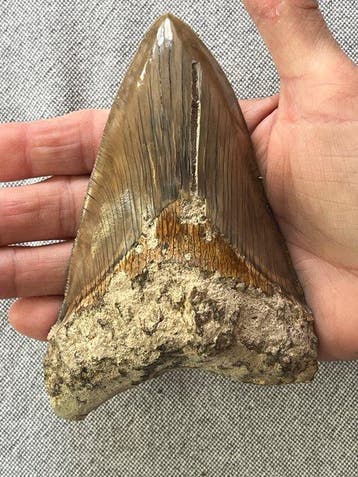 Grote Megalodon-tand 13,3 cm - Fossiele tand - Carcharocles
