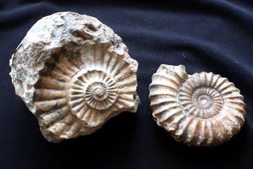 Ammoniet en zijn afdruk - Gefossiliseerde schelp - Aegoceras