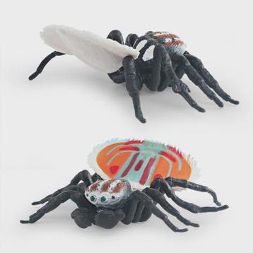 Montessori Levenscyclus Insecten Speelgoed: Spin, Duizendpoo