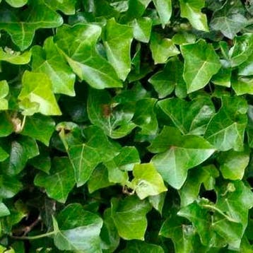 Klimop Helix Hibernica container (P0.5) Hedera, Verzenden, Overige soorten, Struik