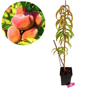 wilde perzikboom Prunus persica Donut + Pot 23, Verzenden, Volle zon