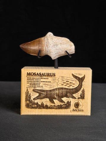 Mosasaurus - Fossiele tand - Mosasaur tooth on a custom base