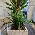 Vrijstaande of verrijdbare plantenbak Divide XL, 90x166x3..., Ophalen of Verzenden, Overige soorten, 150 tot 200 cm