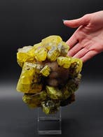 Verfijnde zwavel 7 cm! Intens geel! uit Sicilië, Italië