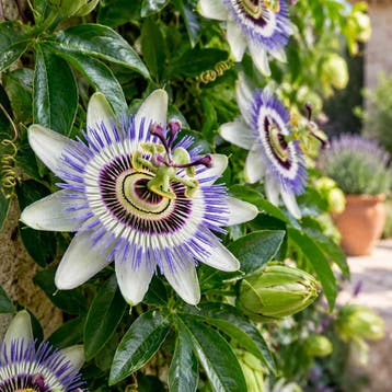 Passiebloem ‘Passiflora caerulea’ Vaste planten, Raskleu, Tuin en Terras, Verzenden, Vaste plant, Overige soorten