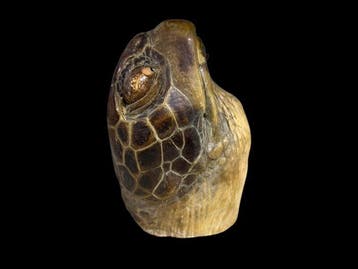 Soepschildpad Taxidermie volledige montage - CARETTA, Nieuw