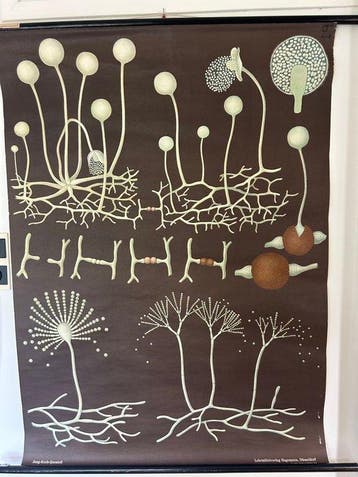Jung-Koch-Quentell - Lehrmittelverlag Hagemann - Schoolplaat