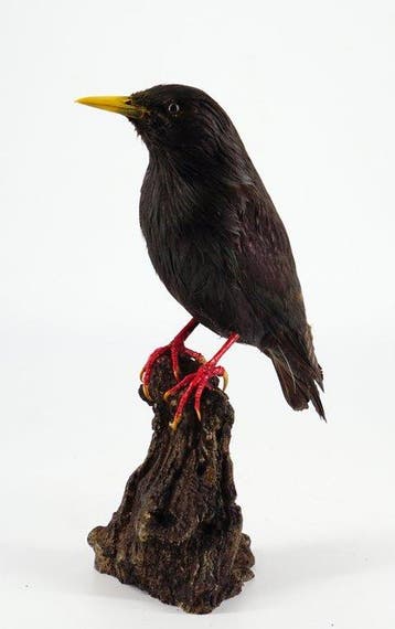 Zwart spreeuw Taxidermie volledige montage - Sturnus, Nieuw