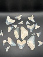 Haai - Fossiele tand - Otodus Megalodon - 6 cm - 3.8 cm, Verzamelen