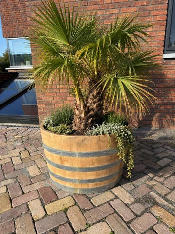 Echt grote halve wijnvaten 400L - 500L - 600L - bloembak, Rond, Ophalen of Verzenden, Zo goed als nieuw, Balkon
