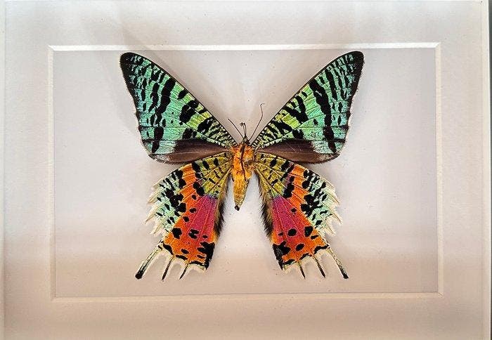 Vlinder Taxidermie volledige montage - Urania Ripheus - 15, Antiek en Kunst, Curiosa en Brocante