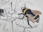 Sir William Jardine (1800–1874) - Lot of 16 plates The