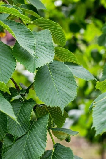 Ulmus glabra Camperdownii hoogstam