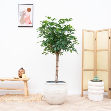 Green Bubble - Schefflera op stam - 170cm - Ø30 cm, Ophalen of Verzenden