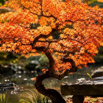 Japanse esdoorn `Phoenix` container (P10) Sierplanten, Verzenden, Overige soorten, Struik