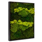 Vintlux Mosschilderij Lappenmos-Rendiermos-Bolmos 30x40 cm, Nieuw