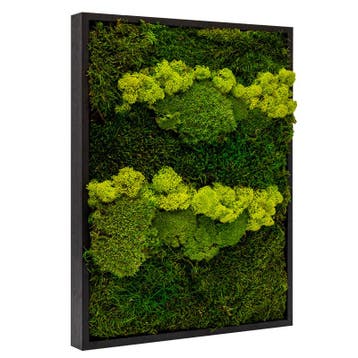 Vintlux Mosschilderij Lappenmos-Rendiermos-Bolmos 30x40 cm, Nieuw