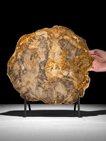 C - Prachtige grote plak versteend hout op een op maat