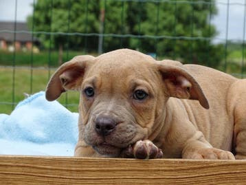 Old English Bulldog pups! t gezonde type. Hartelijk welkom, Parvo, Nederland, 8 tot 15 weken, Bulldog