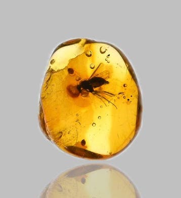 Baltisch amber - met gedetailleerde Dolichopodidae