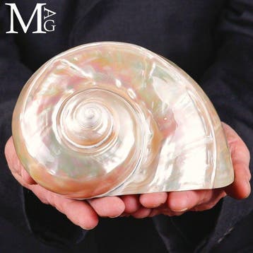Vortex van parelmoer Turbo Marmoratus - Hoogte: 168 mm -, Nieuw