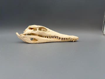 Nijlkrokodil Schedel - Crocodylus niloticus - 6 cm - 9 cm -, Verzamelen, Nieuw