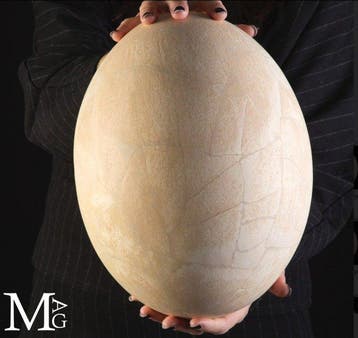 Zeldzaam Aepyornis-ei – Prehistorische reusachtige