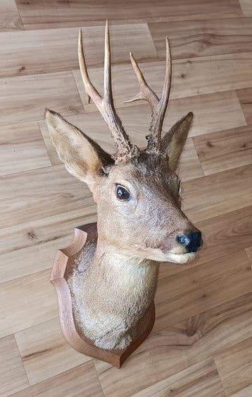 Taxidermie wandmontage - 55 cm - 23.5 cm - 31 cm - 1