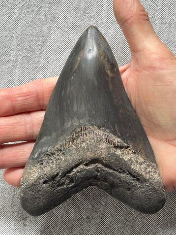 Groot Megalodon-tand, 13,5 cm - Fossiele tand - Carcharocles