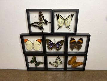 Vlinder Taxidermie volledige montage - Lepidoptera - 12 cm -