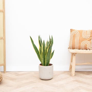Green Bubble - Sansevieria Laurentie - 90cm - Ø21 cm, Huis en Inrichting, Kamerplanten, Ophalen of Verzenden