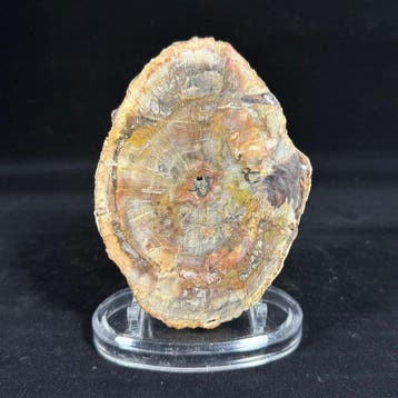 Fossiel hout - Fossiel fragment - Araucaria - Superb