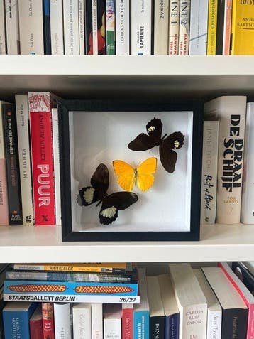 Vlinder Taxidermie wandmontage - Phoebis rurina, Appias