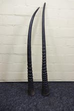 Gemsbok Hoorns - Oryx gazella - 82 cm - 3 cm - 0 cm-, Verzamelen, Dierenverzamelingen, Nieuw