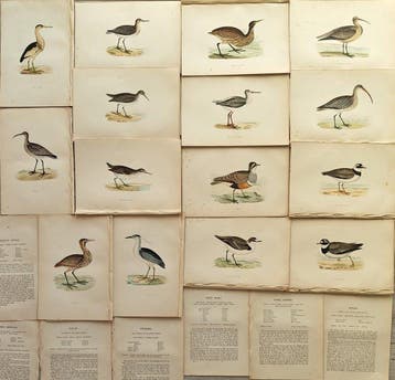 Francis Orpen Morris / Benjamin Fawcett - Lot of 29 plates