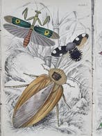 Sir William Jardine (1800–1874) - Lot of 9 plates The