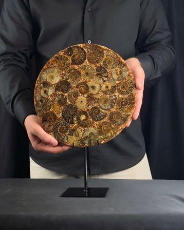 Ammoniet - Gefossiliseerd dier - Aioloceras (Cleoniceras)