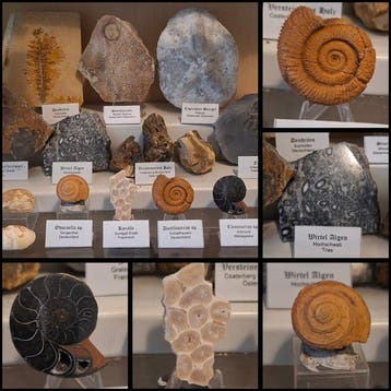 Oude fossielenverzameling ca. 18 stuks - Fossiele matrix