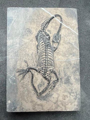 Zeereptiel - Gefossiliseerd dier - Fossile de Keichousaurus, Verzamelen