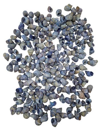 Umachi Schelpen Blauw 250 gram, Ophalen of Verzenden, Nieuw
